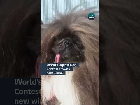 World’s Ugliest Dog Contest crowns new winner #itvnews