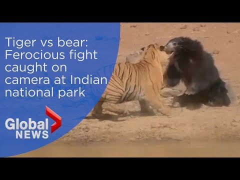 Tiger vs bear: Ferocious fight caught on camera at Indian national park