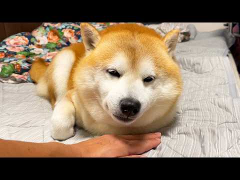眠そうな柴犬のあごモフの下に手を差しこんで待機していると・・・ サムネイル