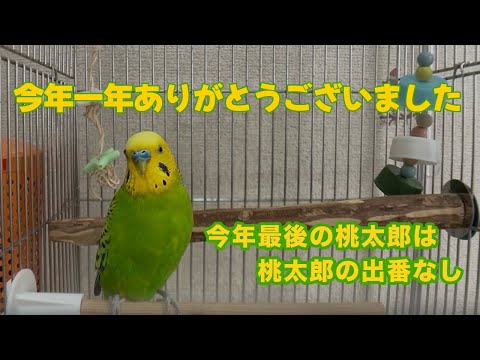 今年も一年ありがとうございました！今年最後の桃太郎は桃太郎の出番がありませんでした【セキセイインコ】