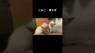 子猫時代　ミル＆モル　#Shorts　#猫　#癒し　#かわいい猫　#子猫