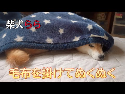 毛布を掛けてぬくぬく