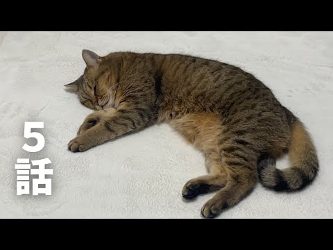 猫の動画サムネイル - 【プレイバック】みにら日記の平和すぎる日常に密着…