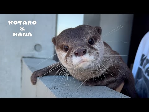 毎日カワウソがドアの前で決まった時間に呼びにくる理由　Otter Loves to Go Outside for Neighborhood Watch