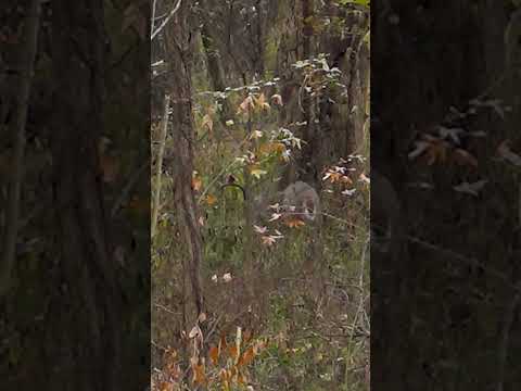 Big Buck Tears Up a Rub!