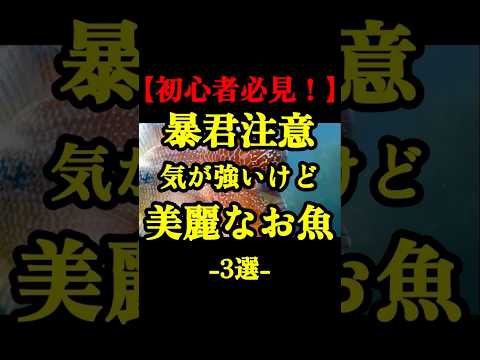 【初心者必見】暴君注意!気が強いけど美麗なお魚3選【淡水魚 アウクアリウム】#熱帯魚飼育 #淡水魚 #アクアリウム