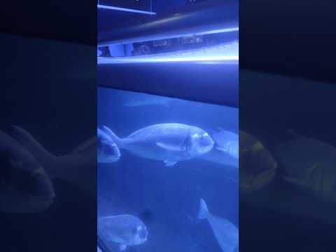 Akvarij Piran 🇸🇮