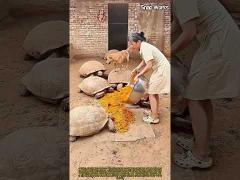 사육사가 대형 <strong>육지거북</strong> 무리에게 신선한 채소를 급여하는 과정 #worker #process #feeding #animalcare #gianttortoise