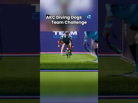 Pure Athleticism 💦 | AKC Diving Dogs Team Challenge