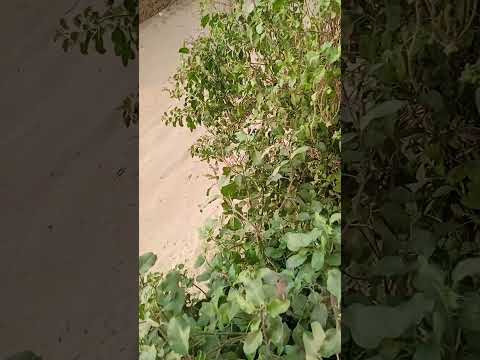 तुलसी के मेरी का चमत्कार उपाय #tulshivivahkatha #youtubeshorts