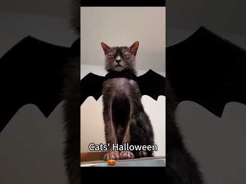 Bat-Cat !!! #funny #cat #youtubeshorts