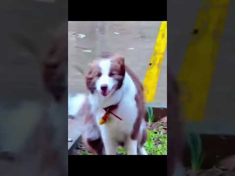 funnydogs#dogcat#cute#doglover#doglife#cure#funny#pets#petlifestyle