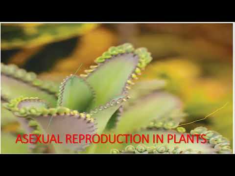 S.4 BIOLOGY LESSON ONE: SEXUAL REPRODUCTION IN PLANTS  05TH JANUARY 2024