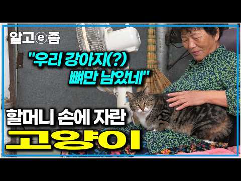 자유 영혼 시골 고양이 <strong>삼총사</strong>｜고양이를 부탁해｜알고e즘