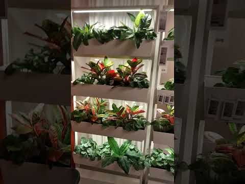 Кімнатний город