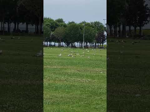 Maltepe Istanbul, Seagulls