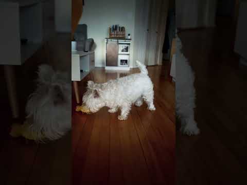 #westie #dog #puppy #pets