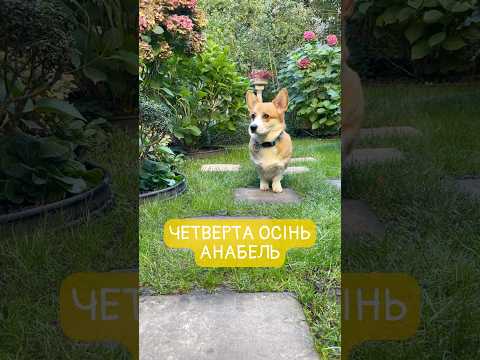 Четверта осінь Анабель #коргі #сад #квіти #садівництво