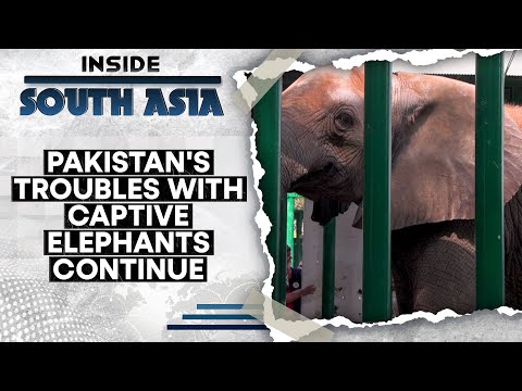 One More Elephant Dies in Pakistan | The Tragic Tale of Sonia | Inside South Asia