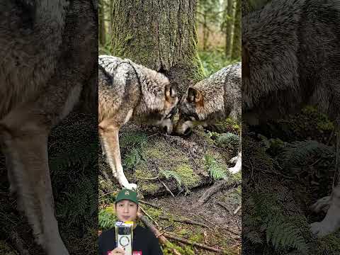 COWOK SEMBUNYI DARI KEJARAN SERIGALA‼️😱@Not_Your_Basic_Builds #remix #dubbing #trending