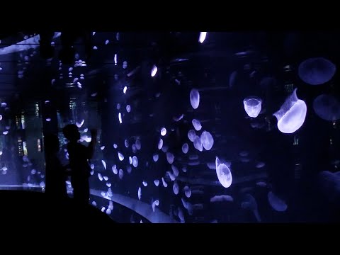 幻想的なパノラマ水槽