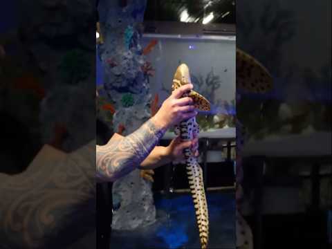 “Donating a Zebra Shark to LegaSea Aquarium 🦈 We had the honor of donating a zebra shark to the LegaSea Aquarium and being there to acclimate and 