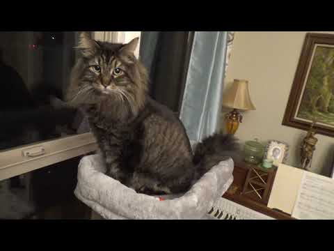 Cat Chilling On Cat Tower