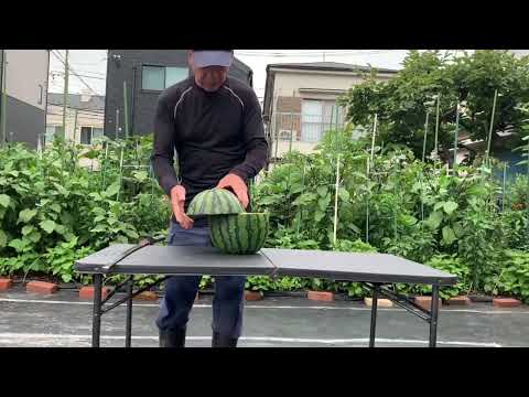 スイカが美味しい季節です🍉