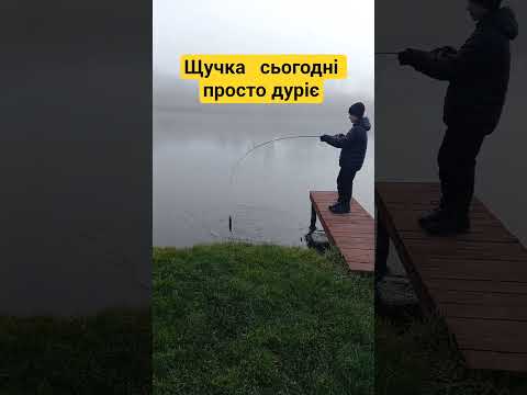 Щучка атакує сьогодні жадно 15.11.2025