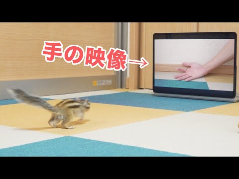 映像に釣られちゃうリス