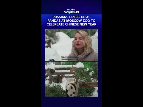 Russians Dress As Pandas At Moscow Zoo To Celebrate The Chinese New Year