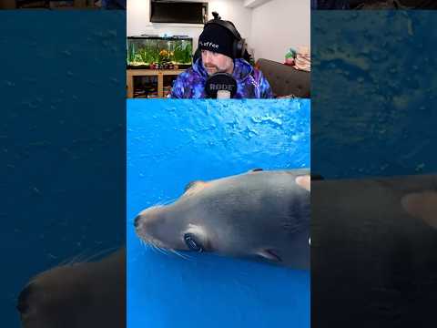 Seals are NOT FOOD!! @FLuffeeTalks