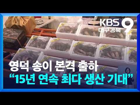 영덕 송이 본격 출하…“15년 연속 최다 생산 기대” / KBS  2026.09.29.