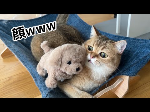 新しい家族を連れてこられた末っ子の反応がかわいすぎたww