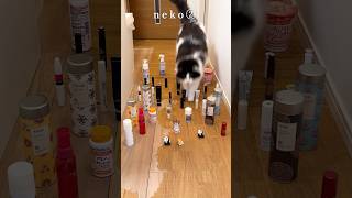 猫コンビの障害物走シーズン2 〜猫なら倒さないで通れるよね!!〜#ラグドール #ノルウェージャンフォレストキャット #ragdoll #no