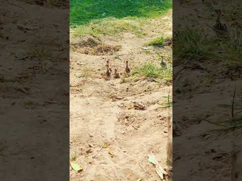 teetar baby 🥰#viral #foryou