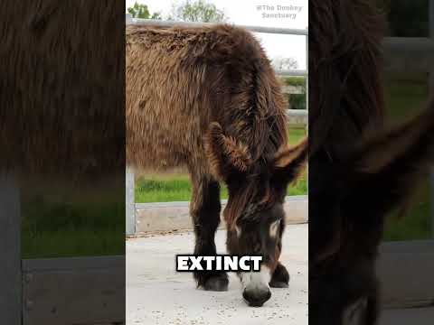 Are Poitou donkeys rare? #shorts #animals #animalkingdom #rareanimals #donkey #poitoudonkey