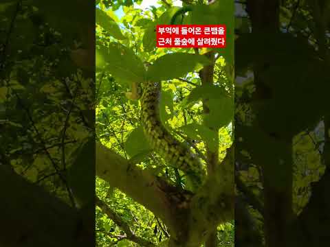 부억에 들어온 큰뱀 <strong>자연으로</strong> ᆢ