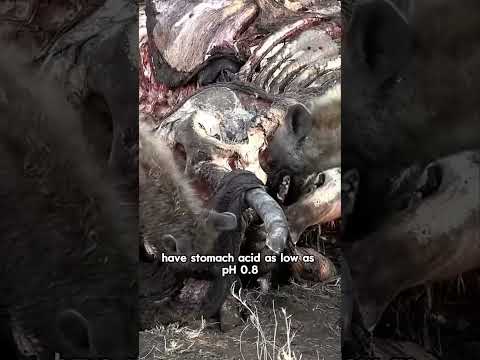 Why don’t scavengers get sick from eating rotten meat? #foryou #animals #youtubeshorts #birds