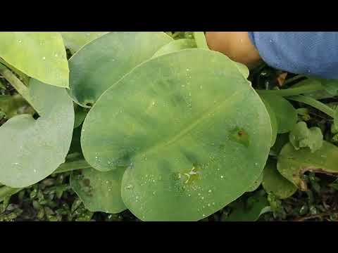 Pagi pagi sekali saya ambil ini