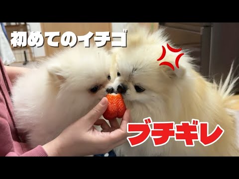 初めて食べた苺が美味すぎてがっついたら先輩犬にブチギレられました