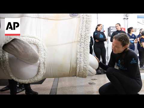 4 more beluga whales arrive at Chicago aquarium from closed Canada park