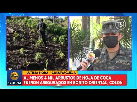 Aseguramiento de plantación de droga en Colón: Más de 4 mil arbustos de coca