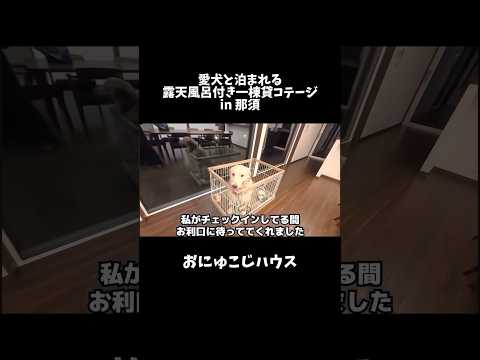 ゴールデンレトリバーと一緒に那須で過ごす素敵な思い出 サムネイル