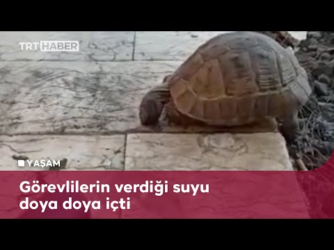 Diyarbakır’da susayan kaplumbağa TRT Radyo Verici istasyonu’na sığındı