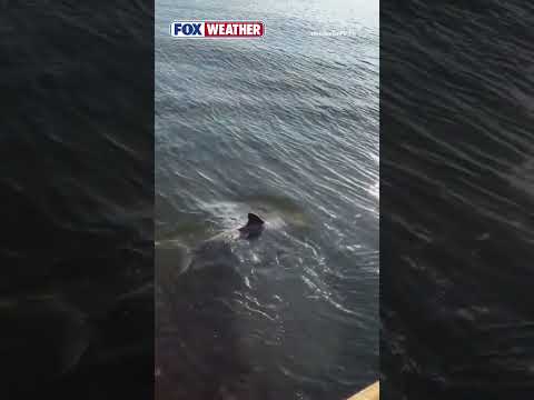 PLAY DATE 🐬: A Group Of Dolphins Visited A Bradenton Police Officer This Week