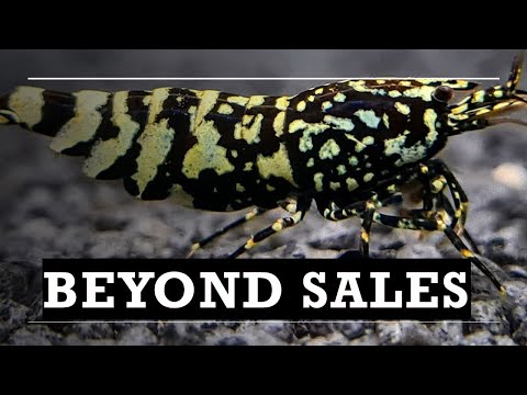 The Truth About Selling Shrimp There’s something deeply personal about shrimp keeping that goes beyond just breeding and selling.