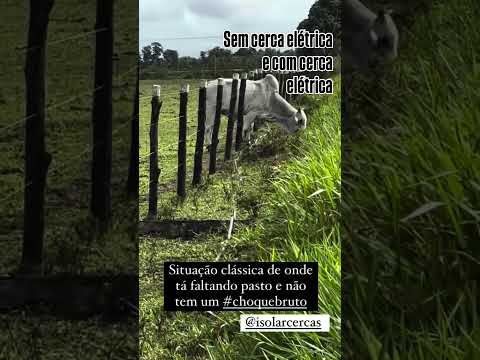 DIFERENÇA COM E SEM CHOQUE | Choque Bruto