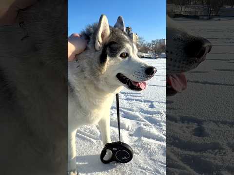 Хаски и щенок Шпиц на замерзшей реке