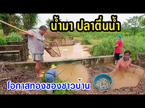 ฝนตกนานน้ำมาปลาตื่นน้ำเป็นโอ